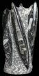 Tall Tower Of Polished Orthoceras (Cephalopod) Fossils #58925-3